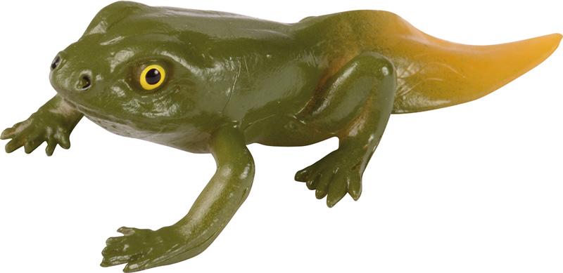Lebenszyklen Frosch
