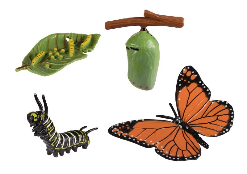 Lebenszyklen Schmetterling