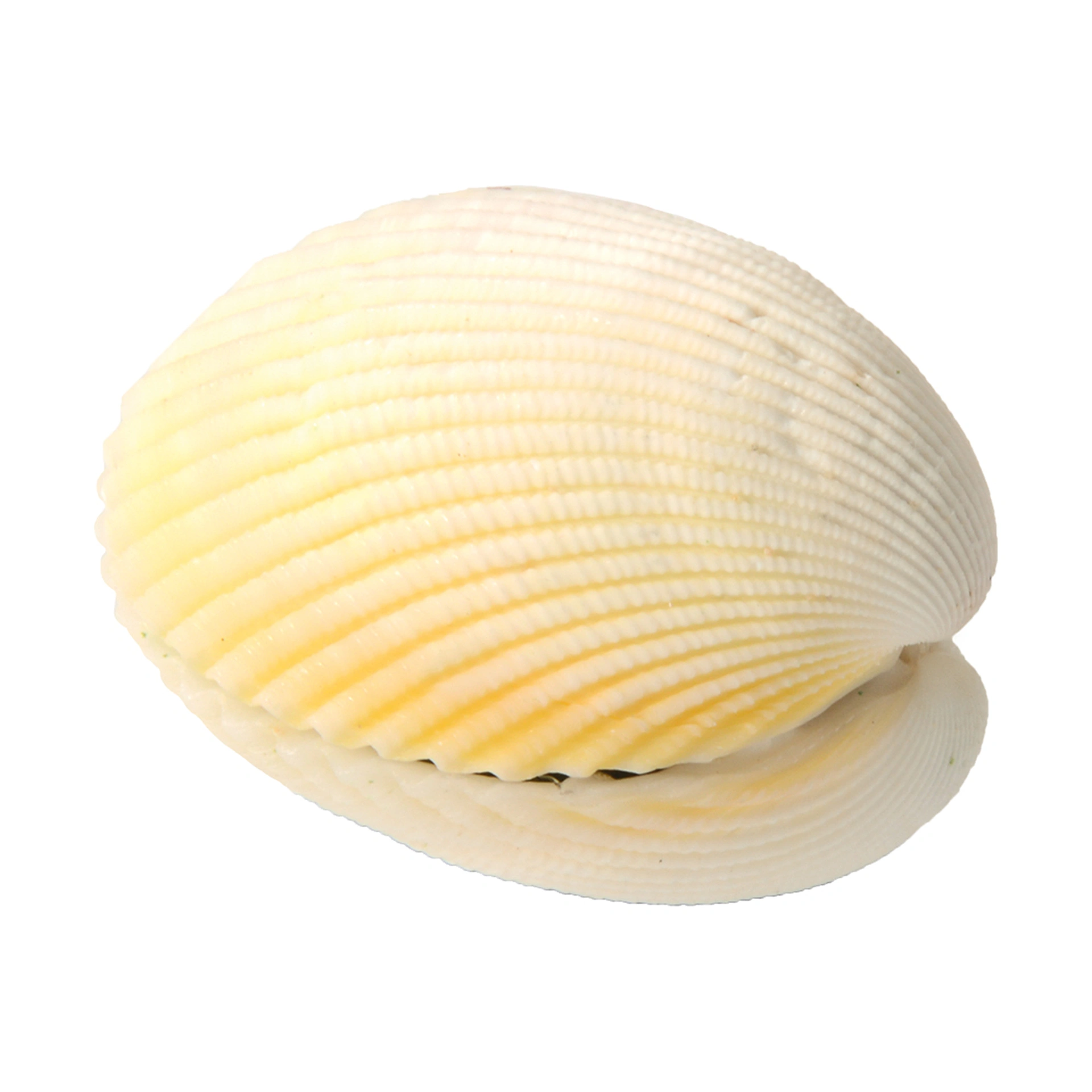 Wundermuschel sortiert