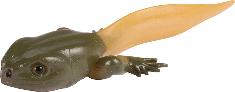 Lebenszyklen Frosch
